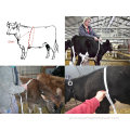 Fita métrica de pesagem de gado para animais